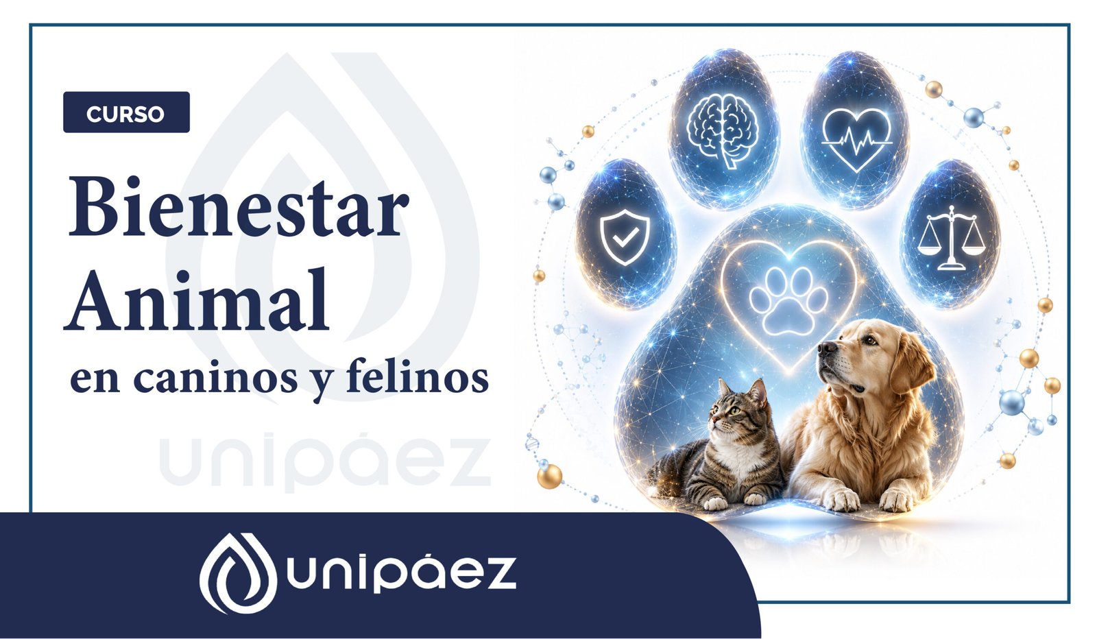 Curso de Bienestar Animal en Caninos y felinos