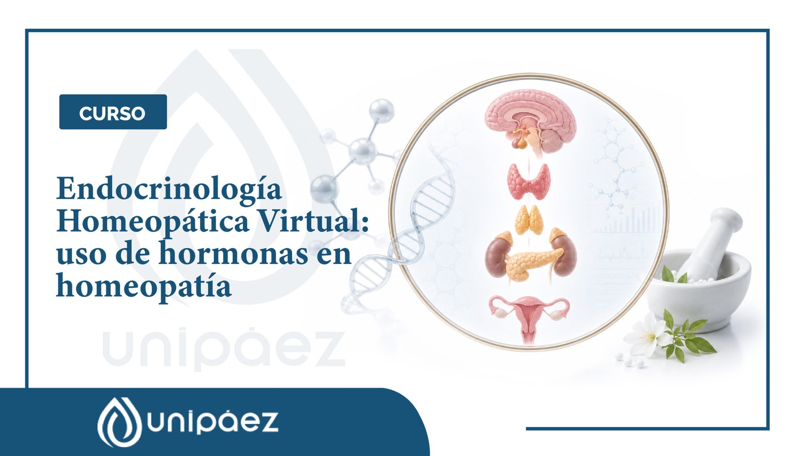 Curso de endocrinología homeopática virtual: uso de hormonas en homeopatía